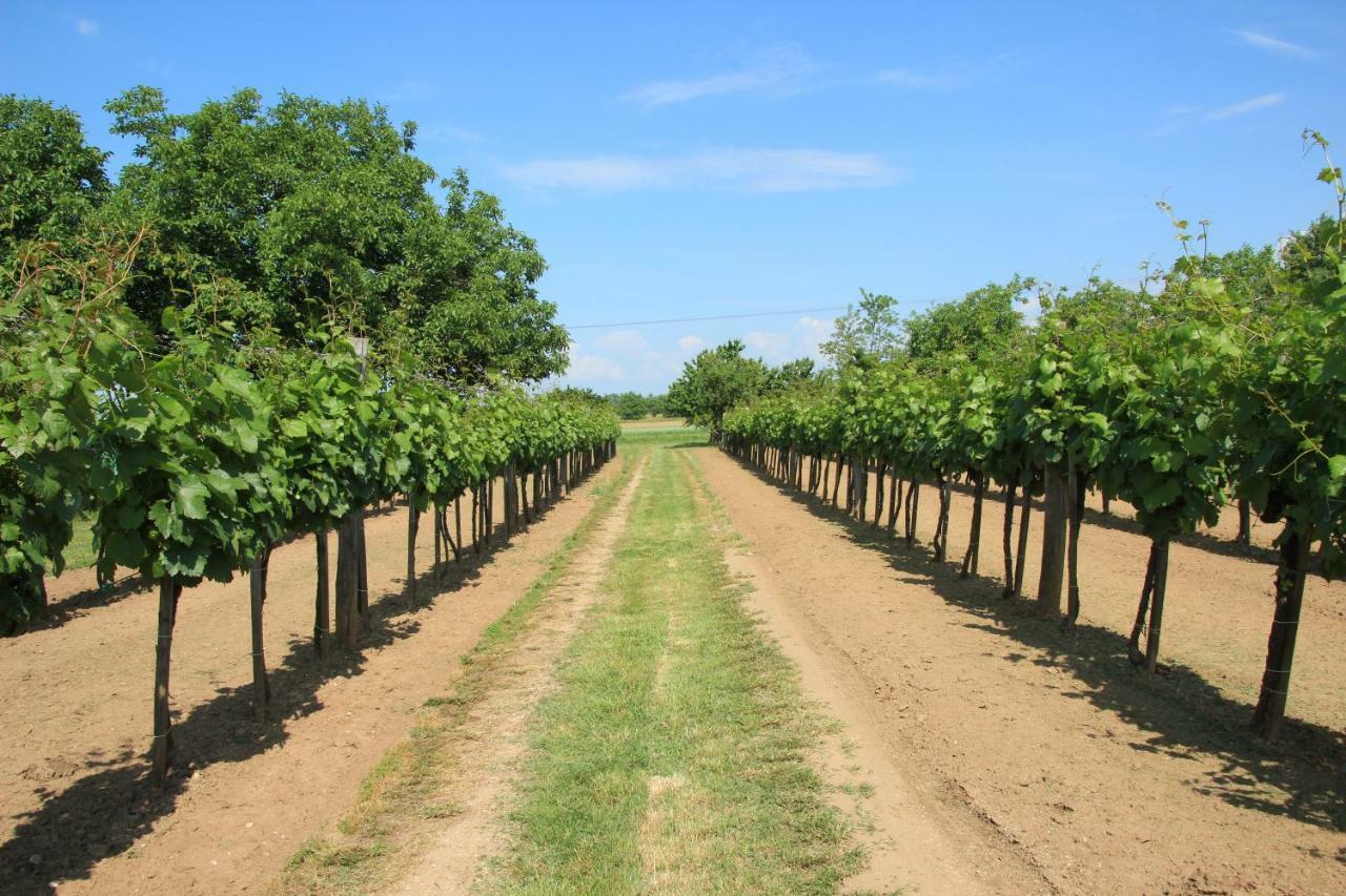 Szolohegyi Haziko - Cottage In The Vineyard Balatonszárszó Eksteriør bilde